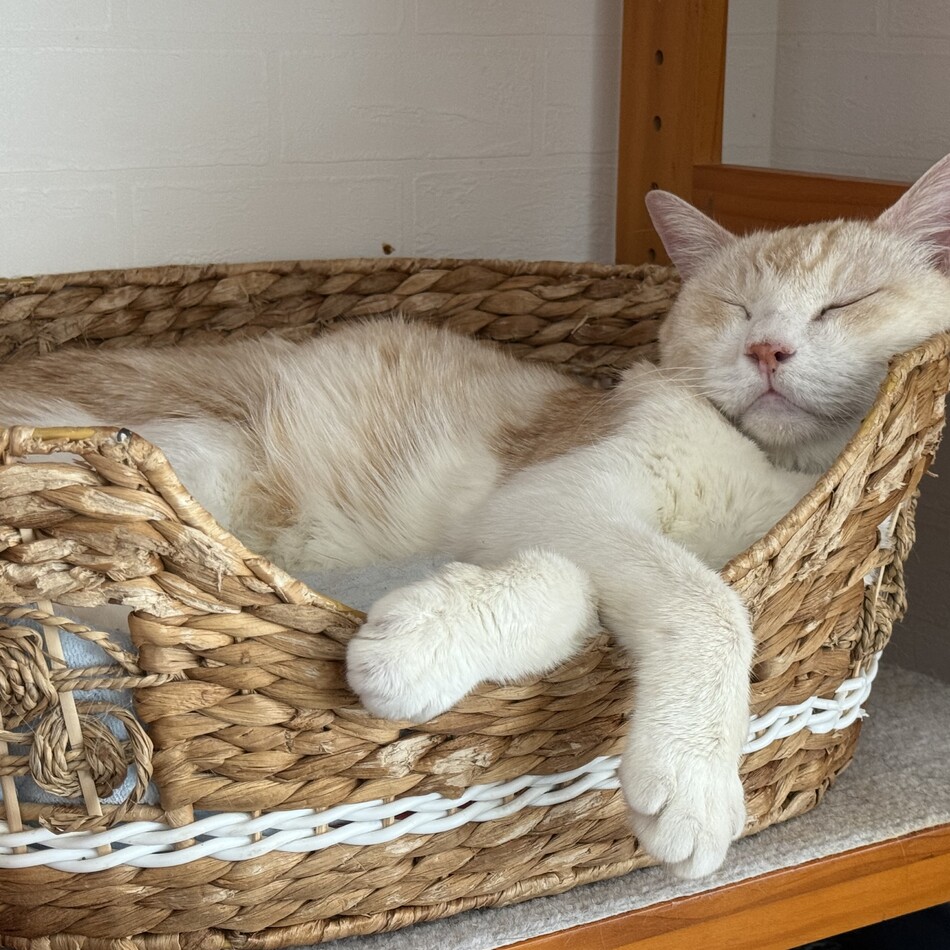 だいのカバー写真