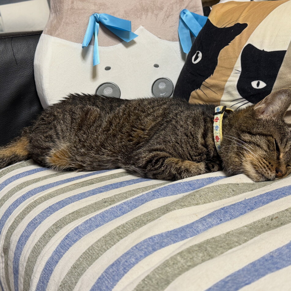 トラのカバー写真