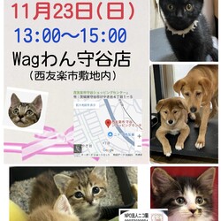 ニコ猫譲渡会