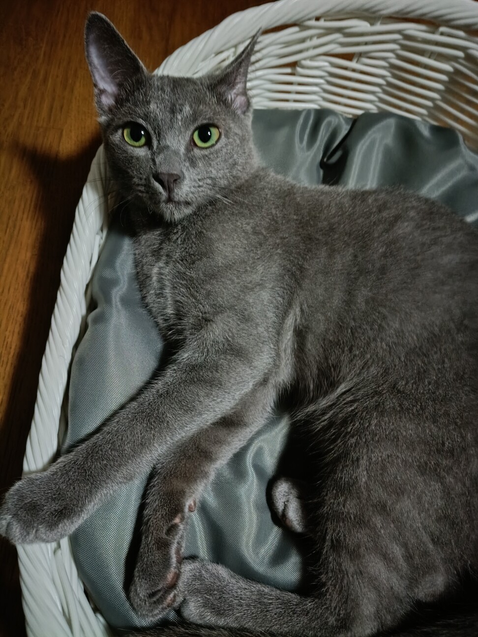 ロシアンブルーのオス7ヶ」茨城県 - 猫の里親募集(528673) 6枚目の