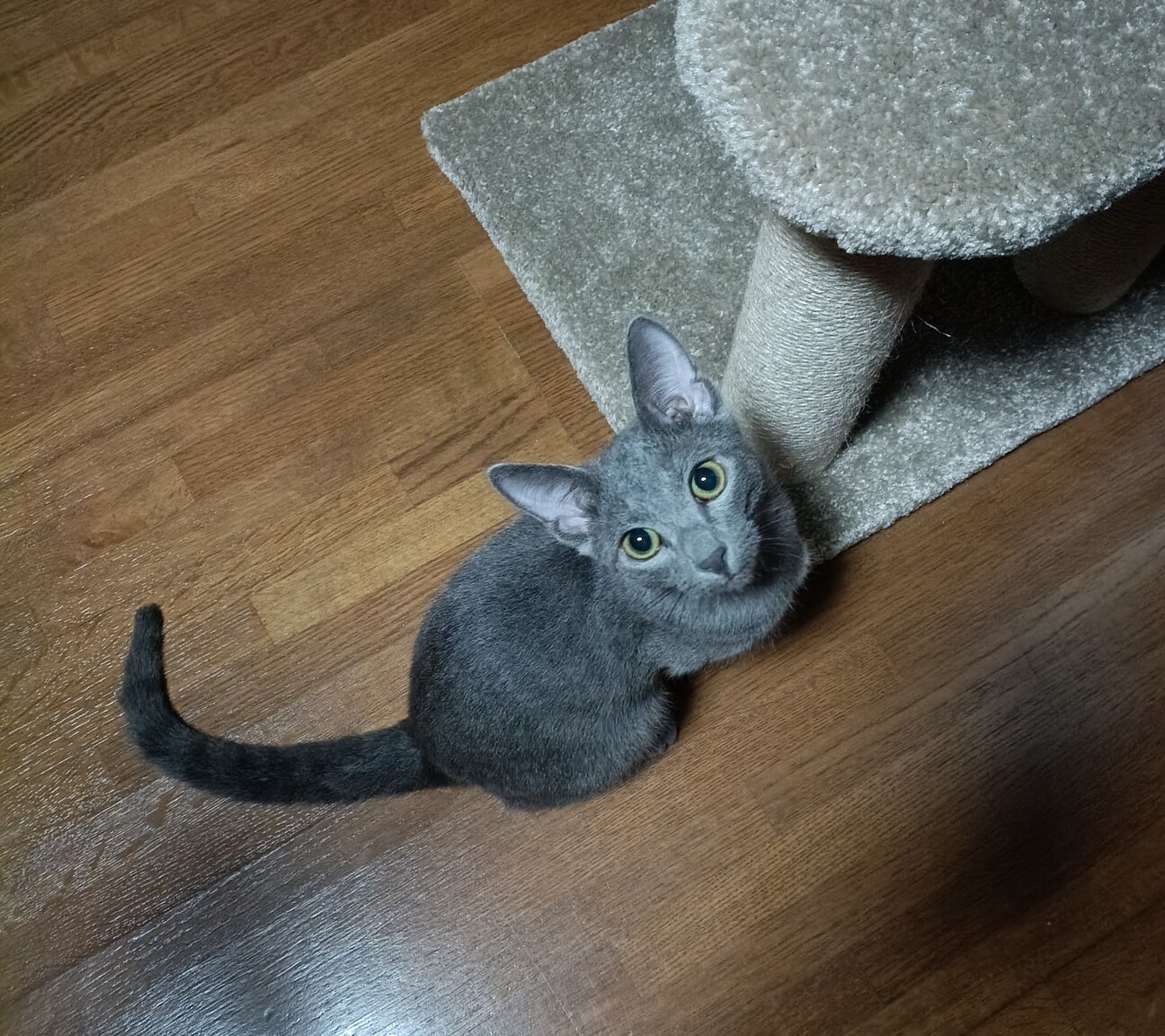 ロシアンブルーのオス7ヶ」茨城県 - 猫の里親募集(528673) 7枚目の