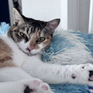 甘々スリゴロちくわちゃん　推定3歳くらい