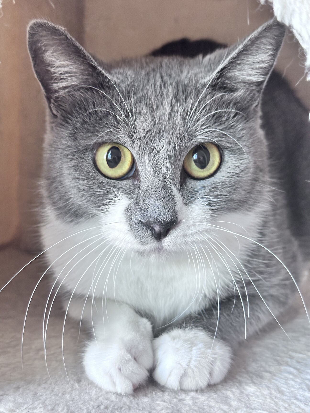 新品未使用　White Cat　袖付　ワンピース　灰色　グレー　猫　薔薇　七分丈 05.jpg