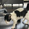11/4 保護猫★生後2ヵ月? 白黒 健康  サムネイル4