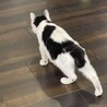 11/4 保護猫★生後2ヵ月? 白黒 健康  サムネイル5