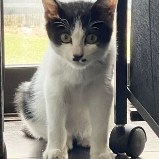 11/4 保護猫★生後2ヵ月? 白黒 健康 