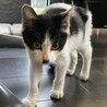 11/4 保護猫★生後2ヵ月? 白黒 健康  サムネイル7