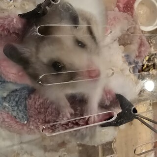 小柄で活発なハムスター やっちゃん(ゴールデン♀)