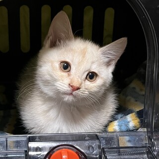 元気いっぱい！おてんば娘・あめ