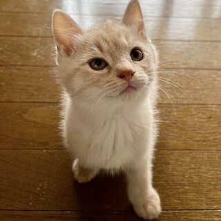 イケメンなわんぱくボーイ・レン