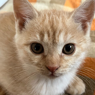 おっとりお嬢様・たま