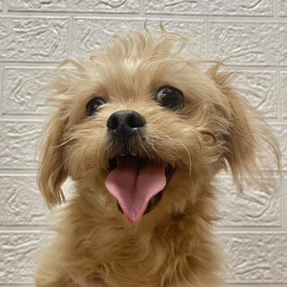 ︎︎ ♀ペキニーズ×T・プードル