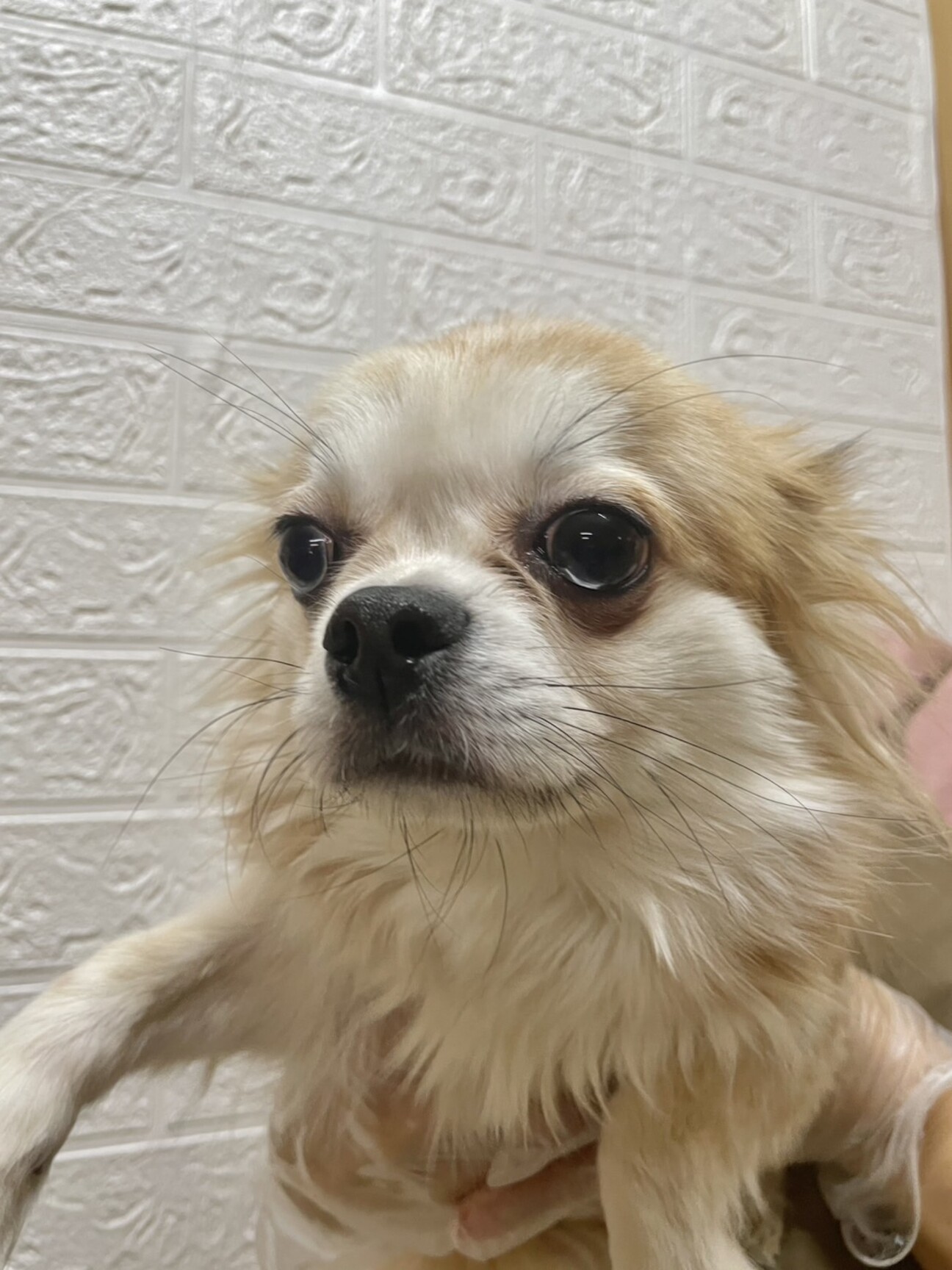 ︎︎ ♀チワワ×ダックス」埼玉県 - 犬の里親募集(529707) :: ペット