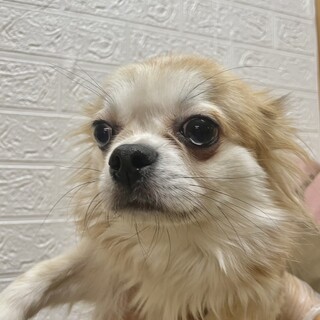 ︎︎ ♀チワワ×ダックス」埼玉県 - 犬の里親募集(529707) :: ペット