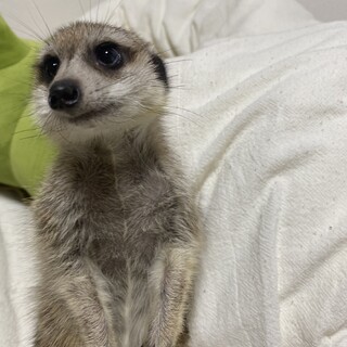 ミーアキャット里親募集