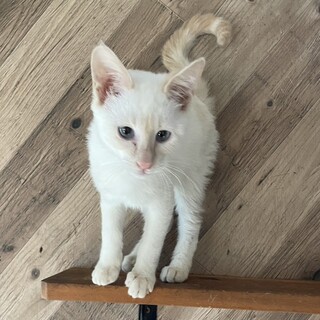 やんちゃな女の子『プチトマト』ちゃん