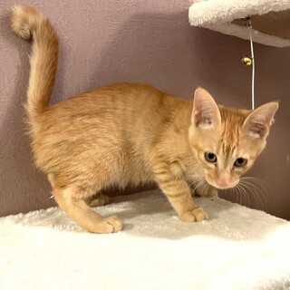 茶トラの『マスカット』ちゃん