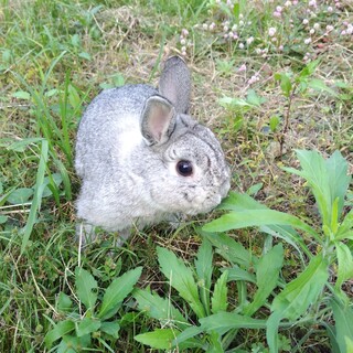 元気で甘えん坊ミニウサギ　ゲージ等全てお渡しします