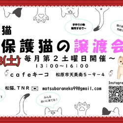 松猫 保護猫の譲渡会 サムネイル1