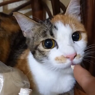 里親決定★三毛猫アテナちゃん避妊済