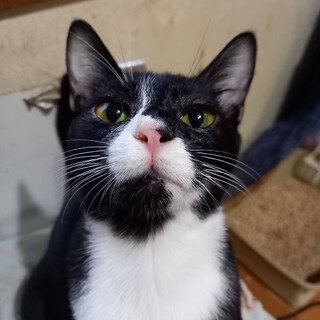 里親決定★人懐っこいラブル君去勢済