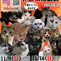 保護猫譲渡会