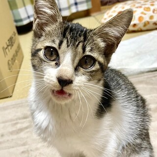 健康で甘えん坊♪とってもお利口な女の子