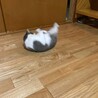 モフモフぷーちゃん家族募集