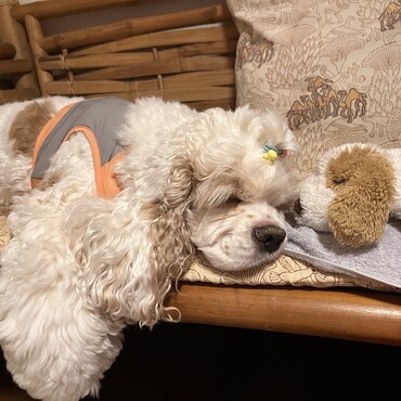 ぬいぐるみが大好き