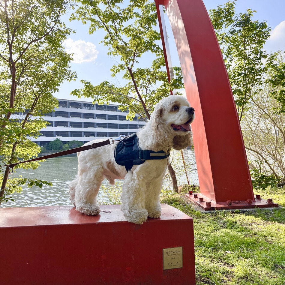 はじめのカバー写真