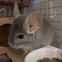 チンチラ里親募集（オスの6才）