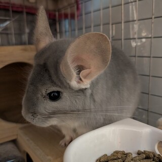 チンチラ里親募集（オスの6才）