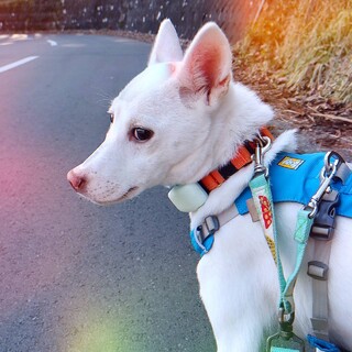 静かで穏やか朝ちゃん