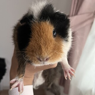 女の子モルモット（今年の5月生まれ）の里親募集です