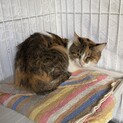 高齢者の応募OK！三毛猫『ネネ』＊エイズキャリア