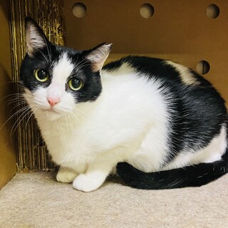 ほんとは撫でて欲しいツンデレかえでちゃん【守口市】