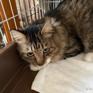 高齢者OK！中毛キジトラ『シン』＊エイズキャリア