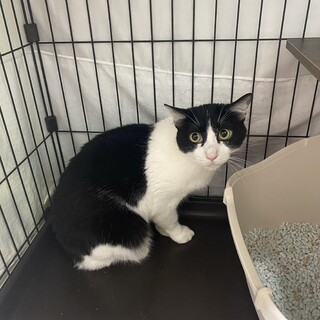 ビビりBOYなハチワレ『ジーニー』