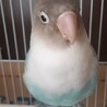きてる