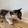 珍しい柄の猫さん（お話中） サムネイル2