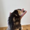 珍しい柄の猫さん（お話中） サムネイル4