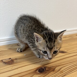 抱っこ大好き猫さん