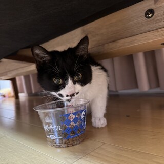 \人懐っこい/はちわれ男の子3ヶ月