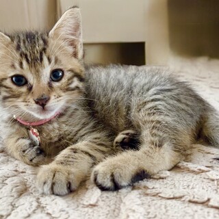 甘えん坊なころころボディのボンボンくん！