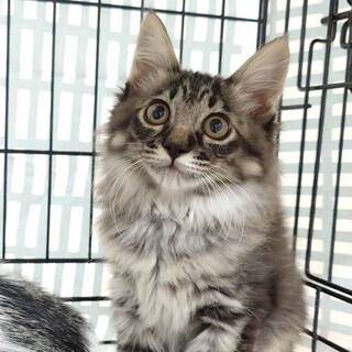 十五夜きょうだい✳︎つくも✳︎