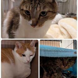 3匹の医療について