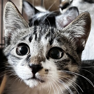 十五夜きょうだい✳︎つき✳︎