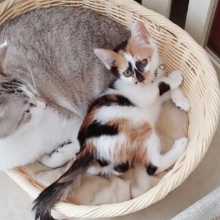 お声まだかからず◼️早期不妊手術チップ済 三毛