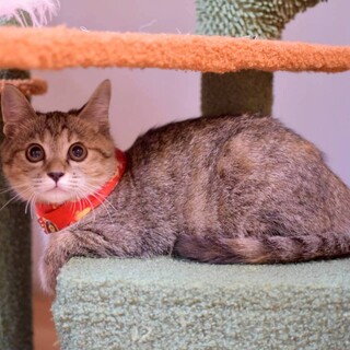 おてんばガール、こづちちゃん