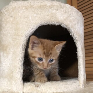 可愛いダン君、里親募集です。